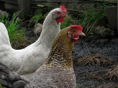 Tiere in diesem Bauernhof oder in der Nähe