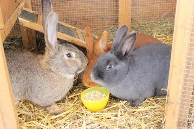Tiere in der Ferienwohnung oder in der Nähe