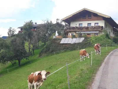 Tiere in der Ferienwohnung oder in der Nähe