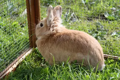 Tiere in der Ferienwohnung oder in der Nähe
