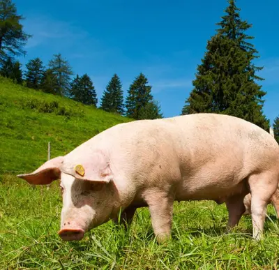 Tiere in diesem Bauernhof oder in der Nähe