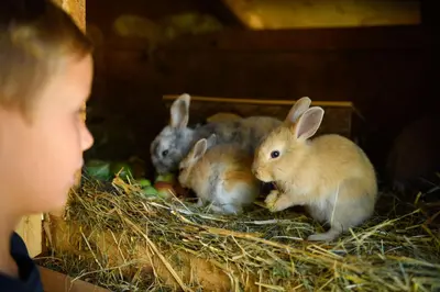 Tiere im Hotel oder in der Nähe