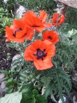 Ein Garten an der Unterkunft Hilde