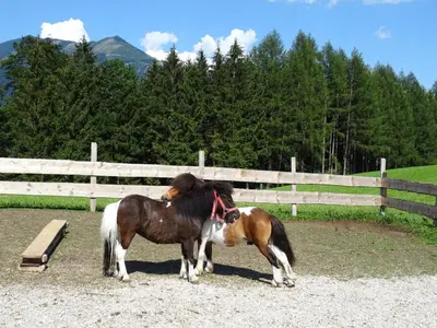 Tiere in diesem Bauernhof oder in der Nähe