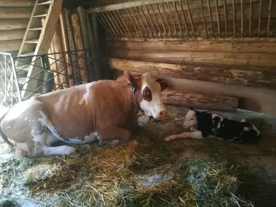 Tiere im Chalet oder in der Nähe