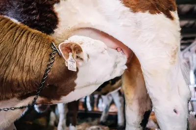 Tiere in diesem Bauernhof oder in der Nähe