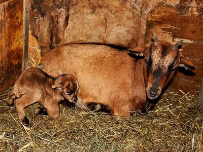 Tiere in diesem Bauernhof oder in der Nähe