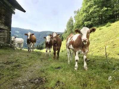 Tiere in diesem Bauernhof oder in der Nähe