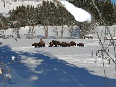 Tiere im Aparthotel oder in der Nähe