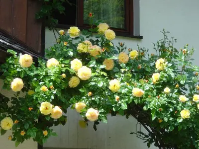 Ein Garten an der Unterkunft Apartment Stadler
