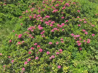 Ein Garten an der Unterkunft Jagdhütte