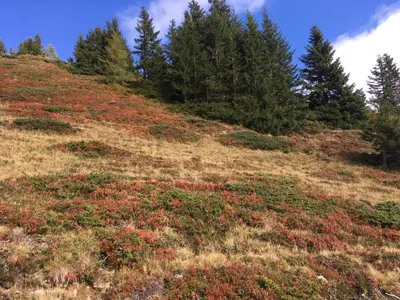 Naturlandschaft in der Nähe des Chalets