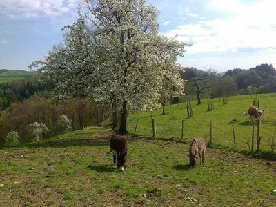 Ein Garten an der Unterkunft Gasthof Koglerhof