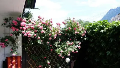 Ein Garten an der Unterkunft Alpinferienwohnung Neuhuber - Salzkammergut