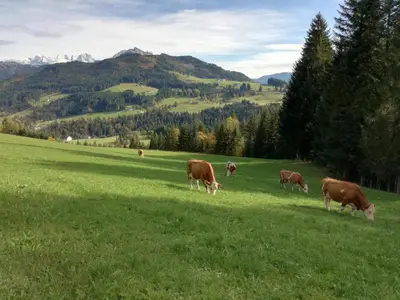 Tiere in diesem Bauernhof oder in der Nähe