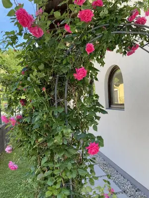 Ein Garten an der Unterkunft Appartement Erlbacher
