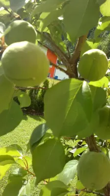Ein Garten an der Unterkunft Appartement Erlbacher