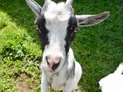 Tiere in der Pension oder in der Nähe