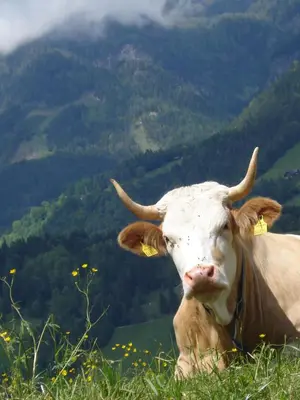 Tiere in der Ferienwohnung oder in der Nähe