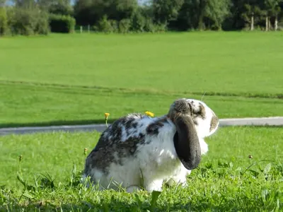 Tiere in diesem Bauernhof oder in der Nähe