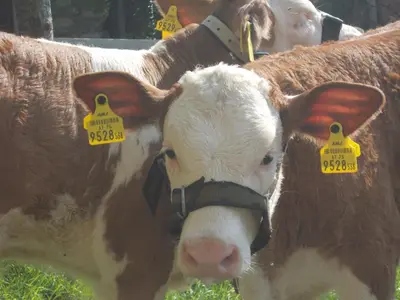 Tiere in diesem Bauernhof oder in der Nähe
