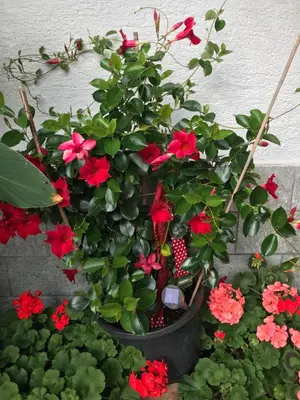 Ein Garten an der Unterkunft Haus Katharina