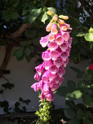 Ein Garten an der Unterkunft Haus Katharina