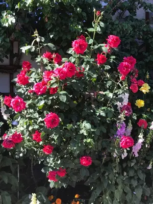 Ein Garten an der Unterkunft Haus Katharina