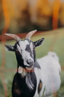 Tiere in der Ferienwohnung oder in der Nähe