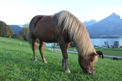 Tiere in diesem Bauernhof oder in der Nähe