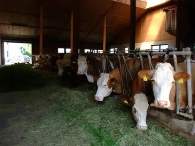 Tiere in der Ferienwohnung oder in der Nähe