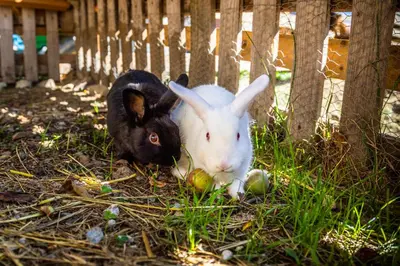 Tiere in diesem Bauernhof oder in der Nähe