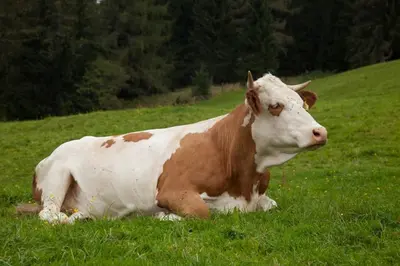 Tiere im Hotel oder in der Nähe