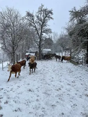 Tiere in der Ferienwohnung oder in der Nähe