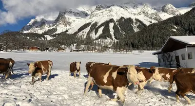 Tiere in diesem Bauernhof oder in der Nähe