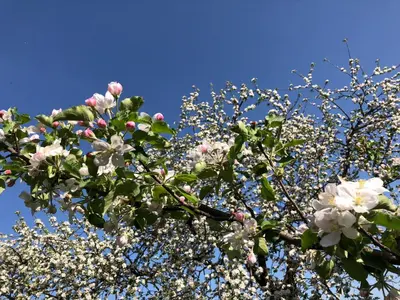 Ein Garten an der Unterkunft Ferienhaus Obermoser