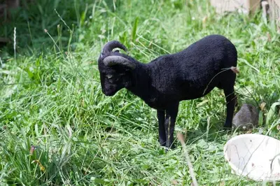 Tiere in der Ferienwohnung oder in der Nähe