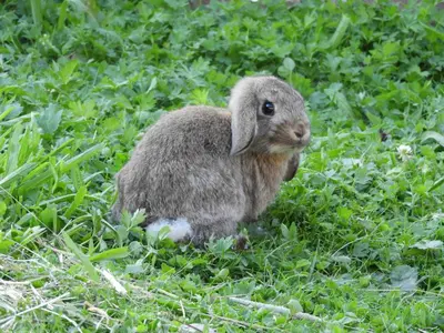 Tiere in der Ferienwohnung oder in der Nähe
