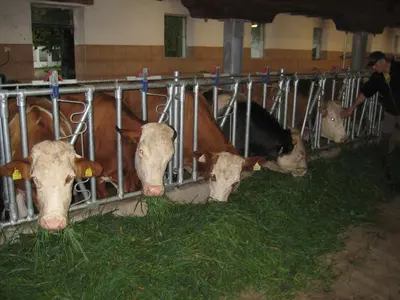 Tiere in der Ferienwohnung oder in der Nähe