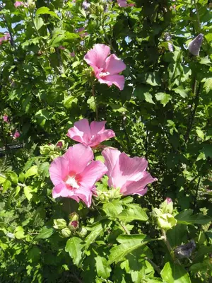 Ein Garten an der Unterkunft Ferienhaus-Loidl