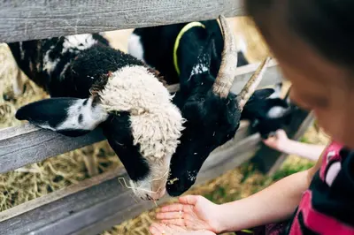 Tiere in diesem Bauernhof oder in der Nähe