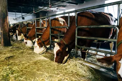 Tiere in diesem Bauernhof oder in der Nähe