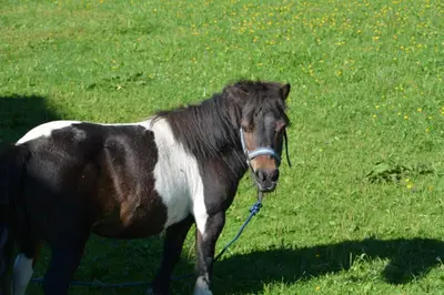 Tiere in diesem Bauernhof oder in der Nähe