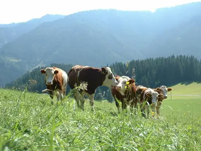 Tiere in diesem Bauernhof oder in der Nähe