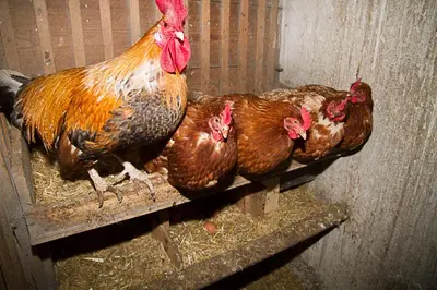 Tiere in der Ferienwohnung oder in der Nähe