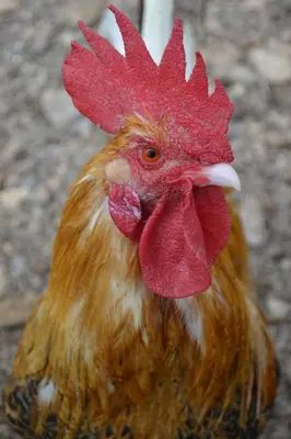 Tiere in der Ferienwohnung oder in der Nähe