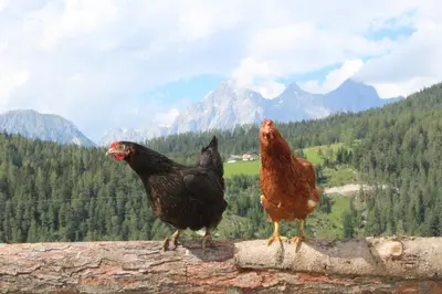 Tiere in der Ferienwohnung oder in der Nähe