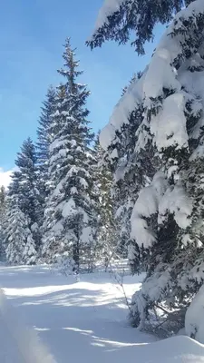 Landhotel Häuserl im Wald im Winter