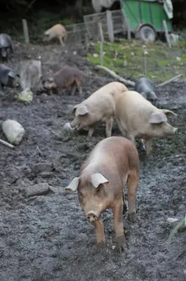 Tiere in der Ferienwohnung oder in der Nähe