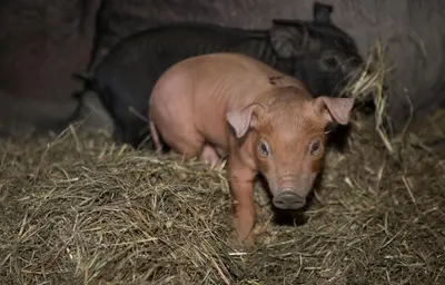 Tiere in der Ferienwohnung oder in der Nähe